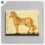 アートパネル-Study of a Horse
 - 国立医学図書館 Canvas.