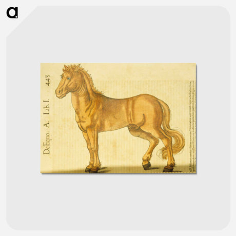 アートポストカード-Study of a Horse
 - 国立医学図書館 Postcard.