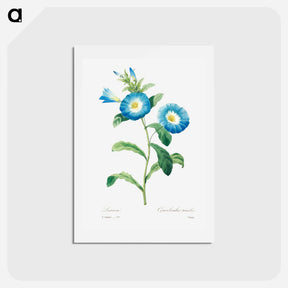 アートポストカード-Field bindweed - ピエール ジョゼフ ルドゥーテ Postcard.