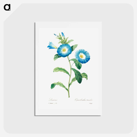 アートポストカード-Field bindweed - ピエール ジョゼフ ルドゥーテ Postcard.