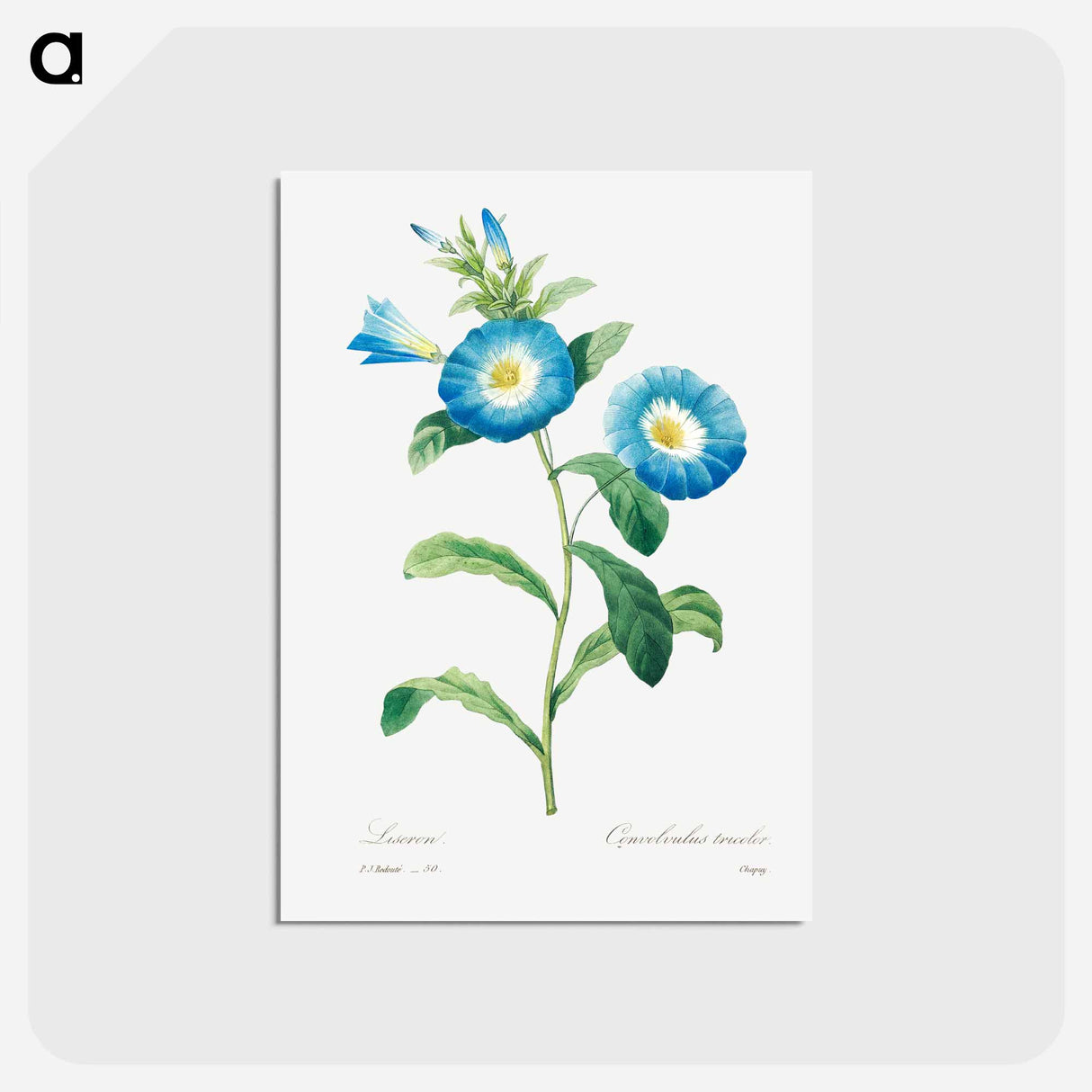 アートポストカード-Field bindweed - ピエール ジョゼフ ルドゥーテ Postcard.