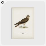 2-91_Svenska-Faglar_postcard