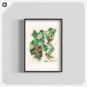 アートポスター-Baltimore Oriole from Birds of America
 - アメリカの鳥たち Poster.