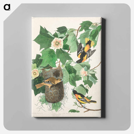 アートパネル-Baltimore Oriole from Birds of America
 - アメリカの鳥たち Canvas.