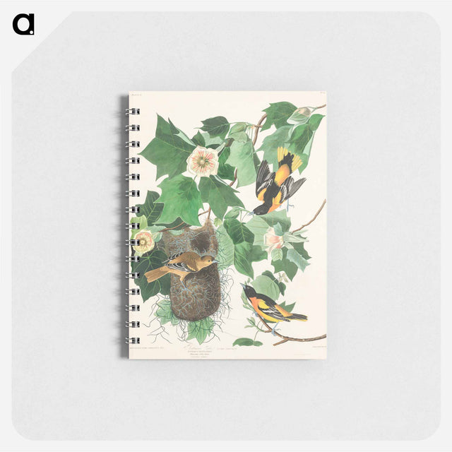 アートメモ帳-Baltimore Oriole from Birds of America
 - アメリカの鳥たち Memo.