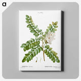 2-91_Treatise-on-Trees-and-Shrubs_canvas