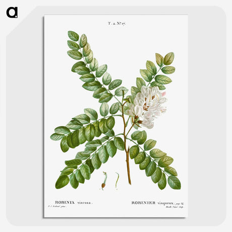 2-91_Treatise-on-Trees-and-Shrubs_picture-crop