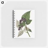 2-91_USDA-Watercolor-Fruit-Painting-Collection_memo