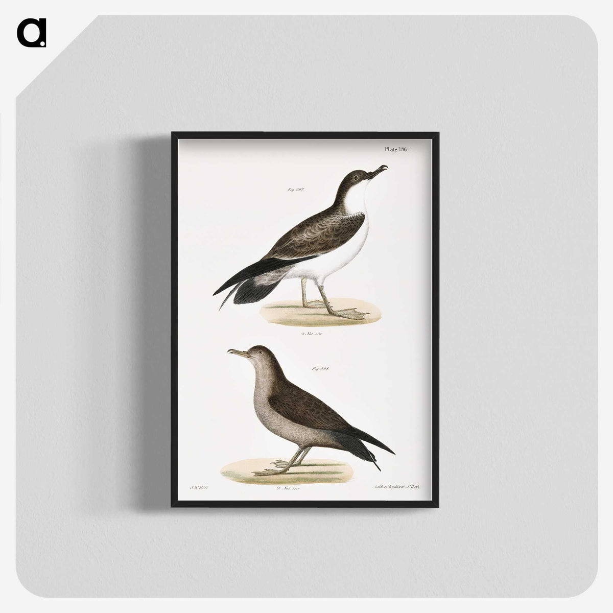 2-91_Zoology-of-New-York_blk-crop
