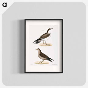 アートポスター-Large Shearwater, young - ニューヨークの動物学 Poster.