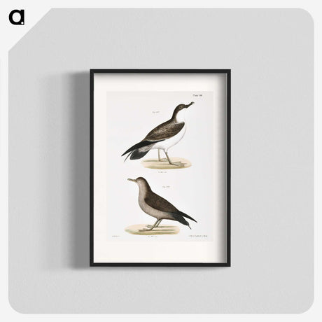 2-91_Zoology-of-New-York_blk