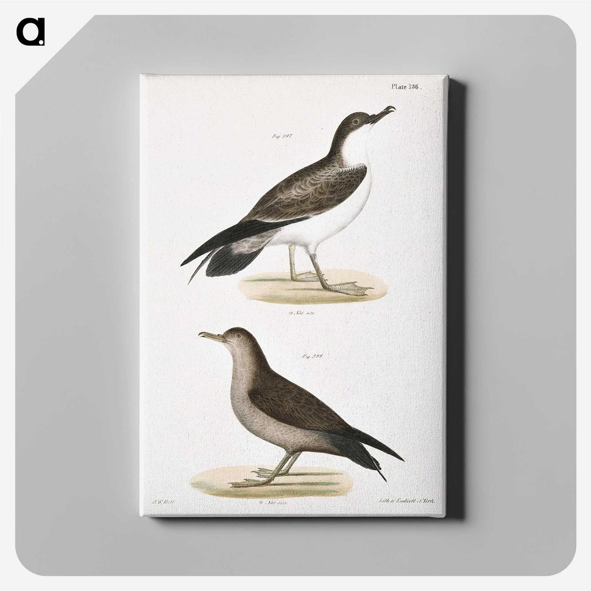 2-91_Zoology-of-New-York_canvas