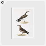 2-91_Zoology-of-New-York_hagaki