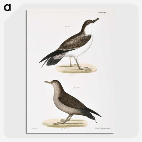 2-91_Zoology-of-New-York_picture-crop