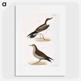 Large Shearwater, young - ニューヨークの動物学 Poster.