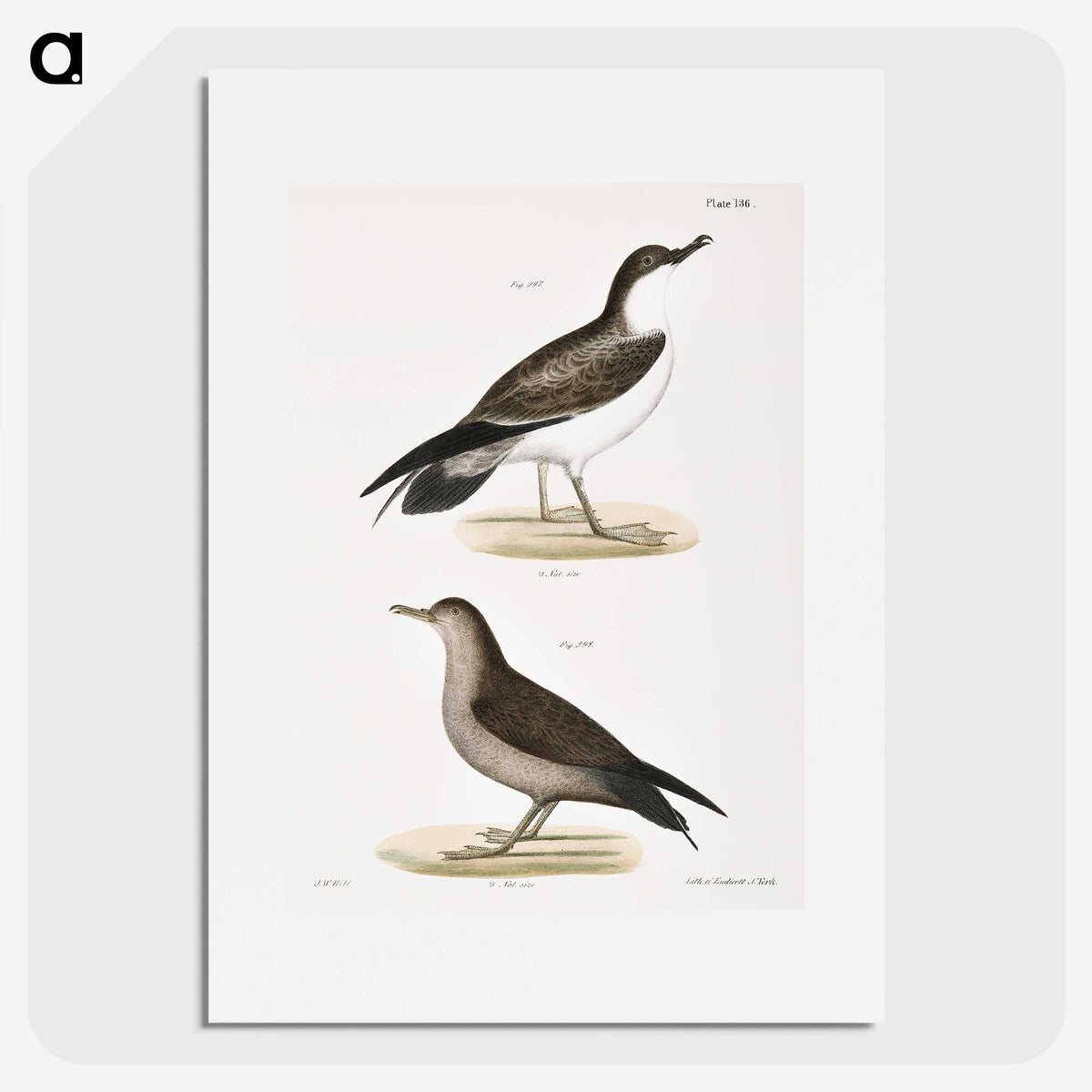 2-91_Zoology-of-New-York_picture
