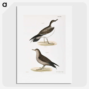 2-91_Zoology-of-New-York_picture