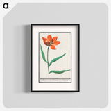Tulip - アンセルムス ボエティウス デ ブート Poster.