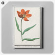 2-92_Anselmus-Boetius-de-Boodt_canvas