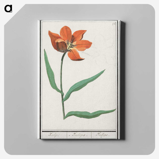 2-92_Anselmus-Boetius-de-Boodt_canvas