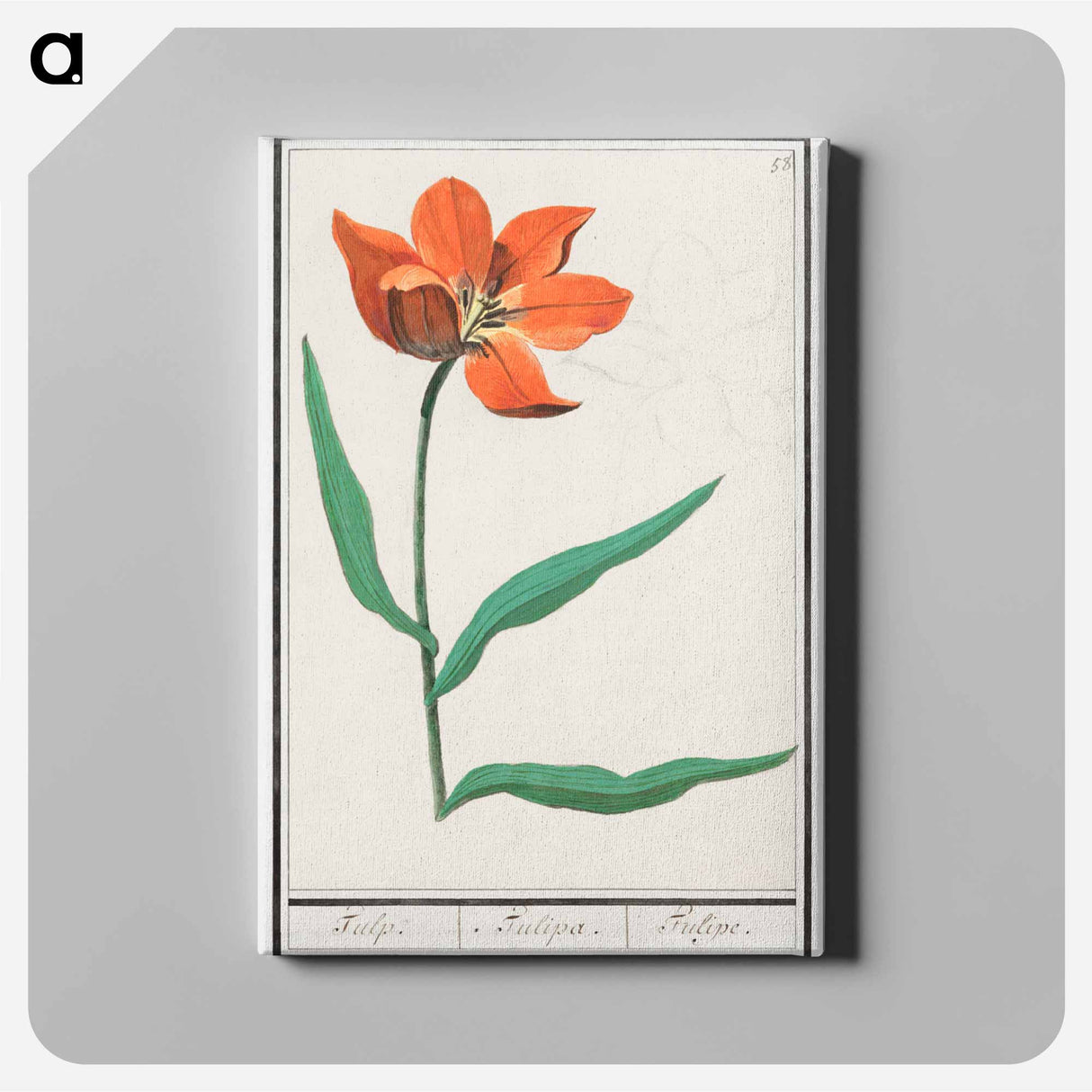 Tulip - アンセルムス ボエティウス デ ブート Canvas.