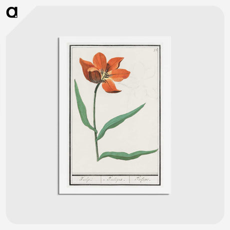 2-92_Anselmus-Boetius-de-Boodt_hagaki
