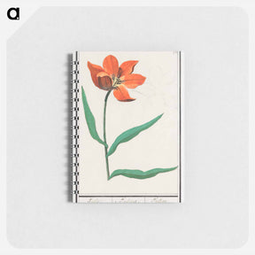 アートメモ帳-Tulip - アンセルムス ボエティウス デ ブート Memo.