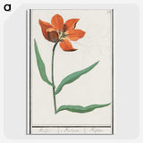 2-92_Anselmus-Boetius-de-Boodt_picture-crop