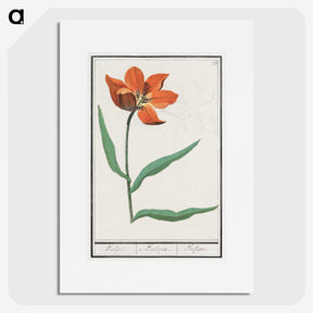 2-92_Anselmus-Boetius-de-Boodt_picture