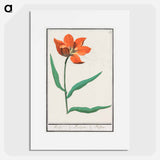 Tulip - アンセルムス ボエティウス デ ブート Poster.