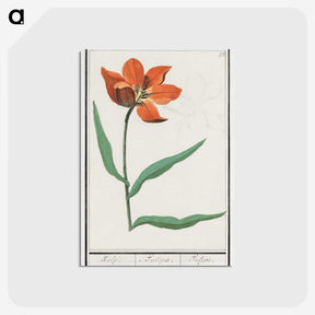 2-92_Anselmus-Boetius-de-Boodt_postcard