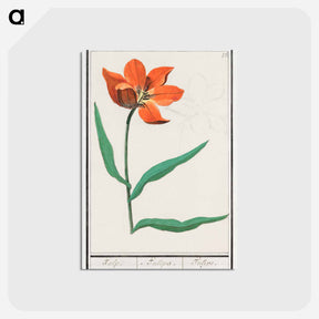アートポストカード-Tulip - アンセルムス ボエティウス デ ブート Postcard.