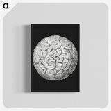 2-92_Ernst-Haeckel_blk-crop