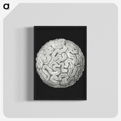 2-92_Ernst-Haeckel_blk-crop