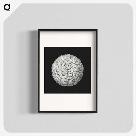 2-92_Ernst-Haeckel_blk