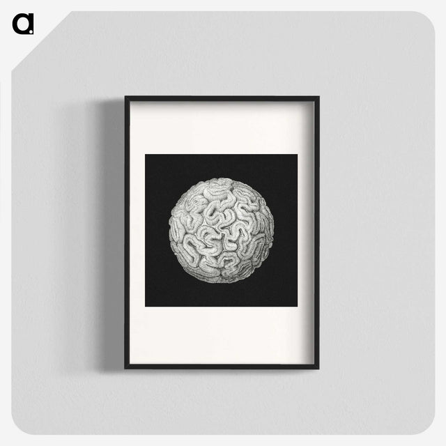 2-92_Ernst-Haeckel_blk