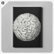 2-92_Ernst-Haeckel_canvas