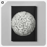 2-92_Ernst-Haeckel_canvas