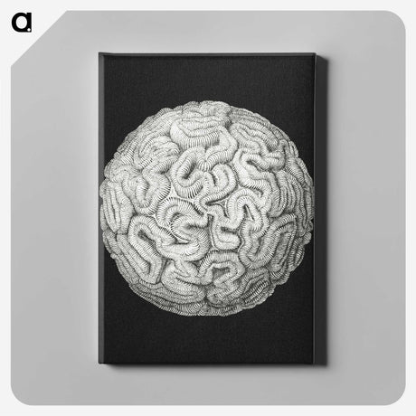 2-92_Ernst-Haeckel_canvas