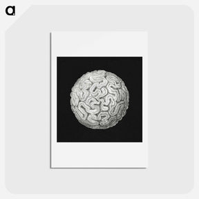 アートポストカード-Vintage coral marine life illustration - エルンスト ヘッケル Postcard.