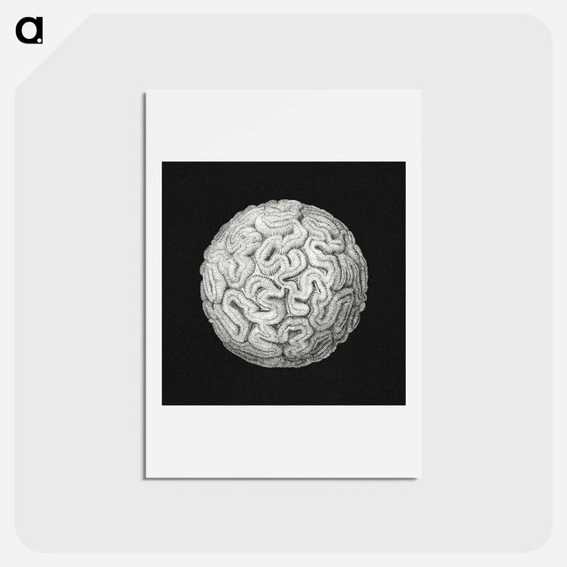 アートポストカード-Vintage coral marine life illustration - エルンスト ヘッケル Postcard.