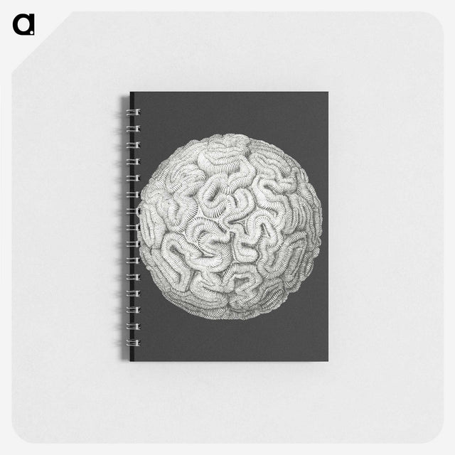 2-92_Ernst-Haeckel_memo