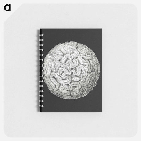 アートメモ帳-Vintage coral marine life illustration - エルンスト ヘッケル Memo.