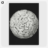 2-92_Ernst-Haeckel_picture-crop