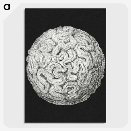 2-92_Ernst-Haeckel_picture-crop