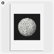 2-92_Ernst-Haeckel_picture