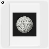 2-92_Ernst-Haeckel_picture