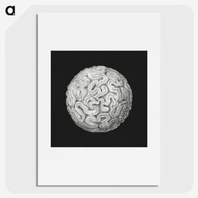 2-92_Ernst-Haeckel_picture