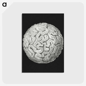 2-92_Ernst-Haeckel_postcard