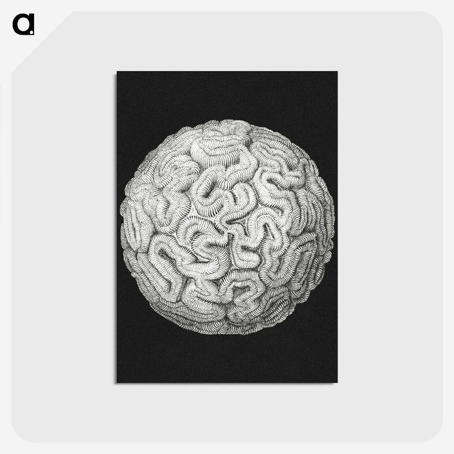 2-92_Ernst-Haeckel_postcard